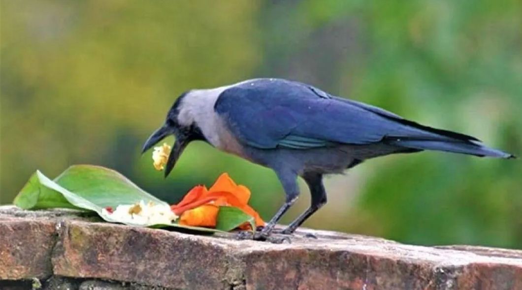 काग तिहार मनाइँदै